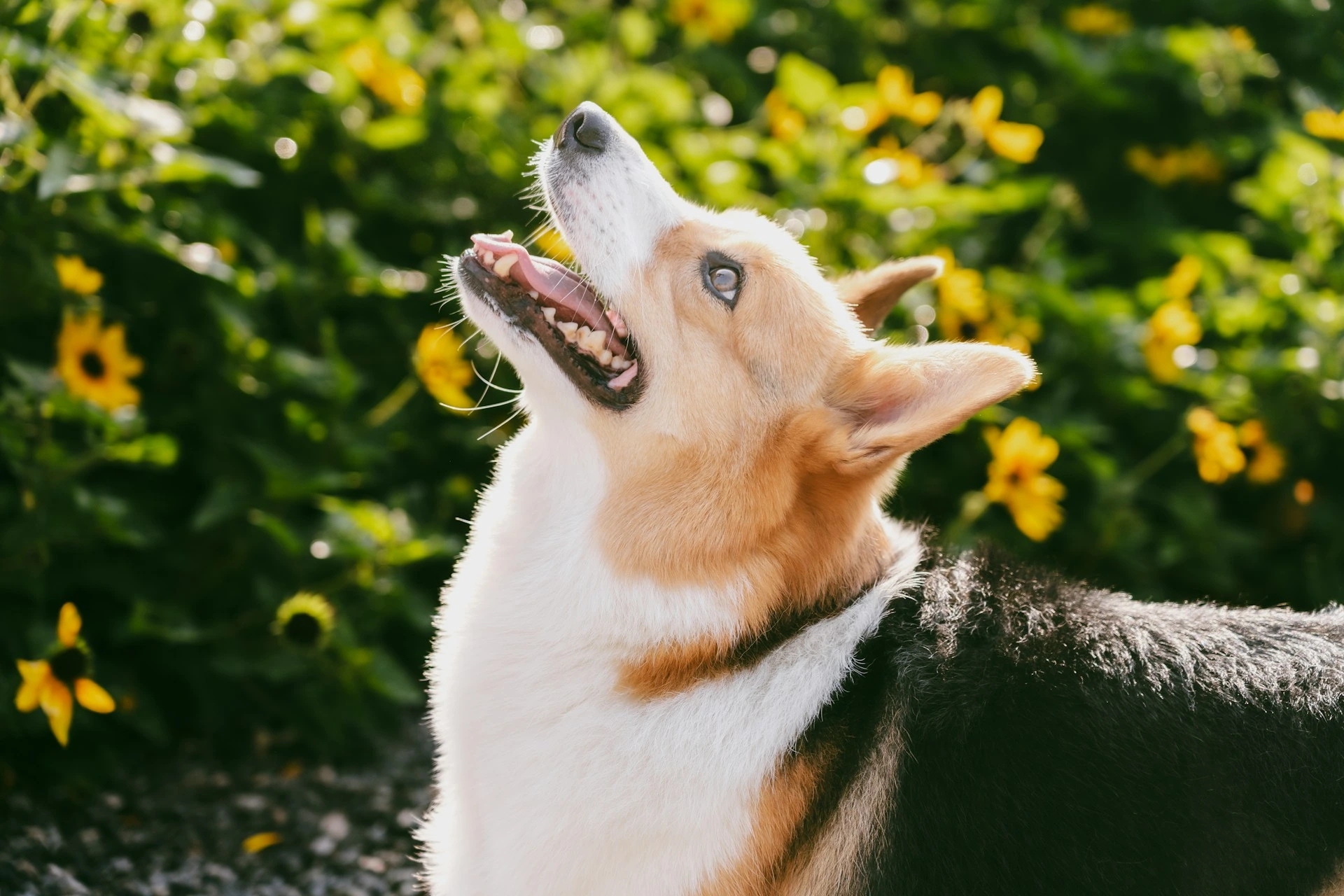 A Corgi looking up against a sunlit background of yellow wildflowers.