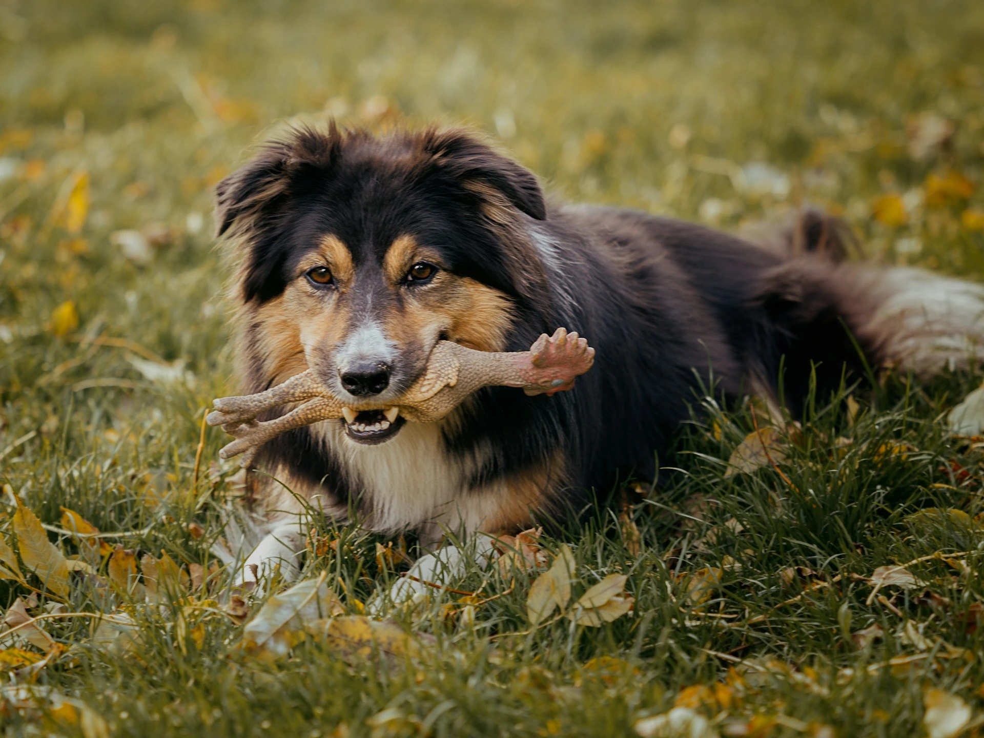 A Australian Shepherd lies in a grassy field, holding a rubber chicken toy in its mouth.