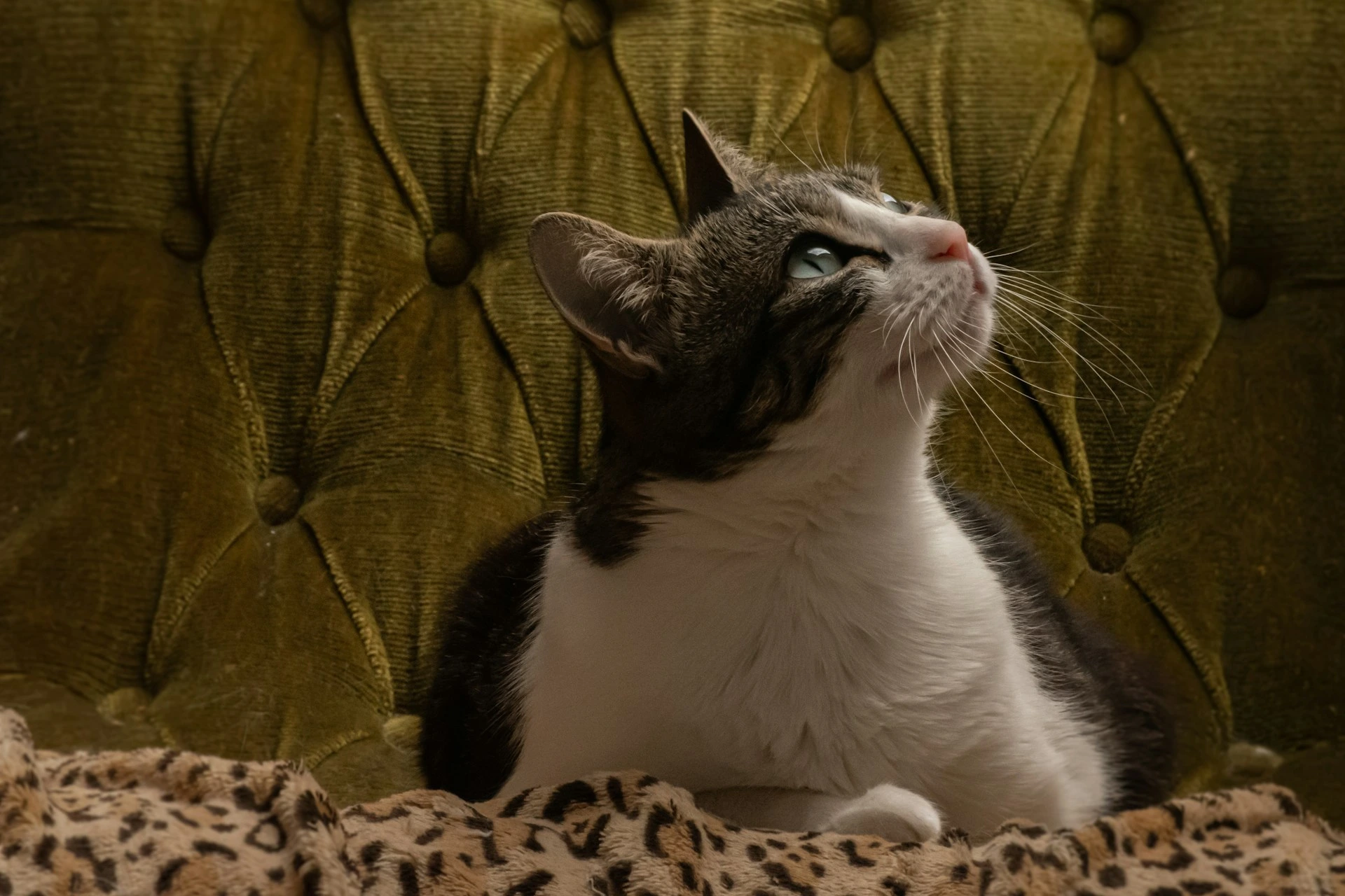 A black and white cat looking sitting against a tufted green velvet backdrop.
