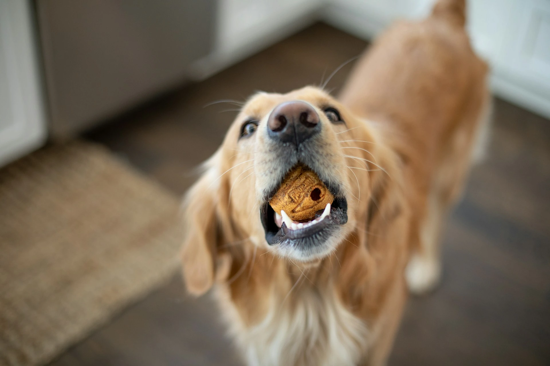 A Golden Retriever looking up with a treat in its mouth.