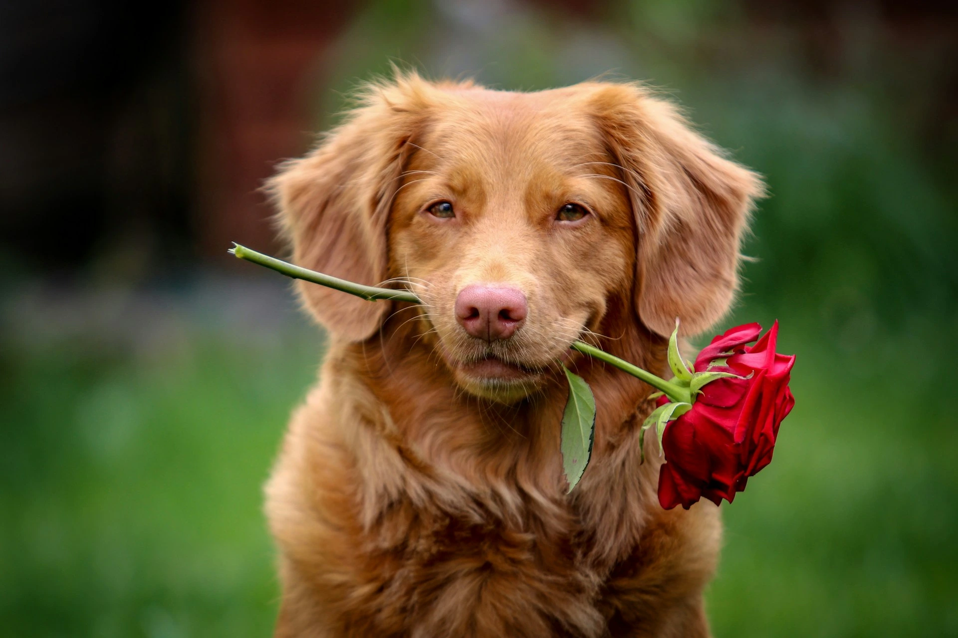 A brown dog holding a red rose in its mouth against a soft green background.