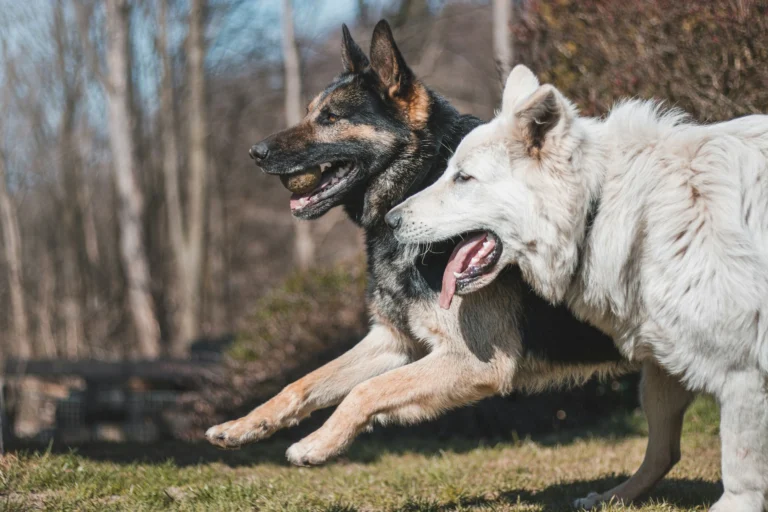 Two dogs running side-by-side through a grassy field.