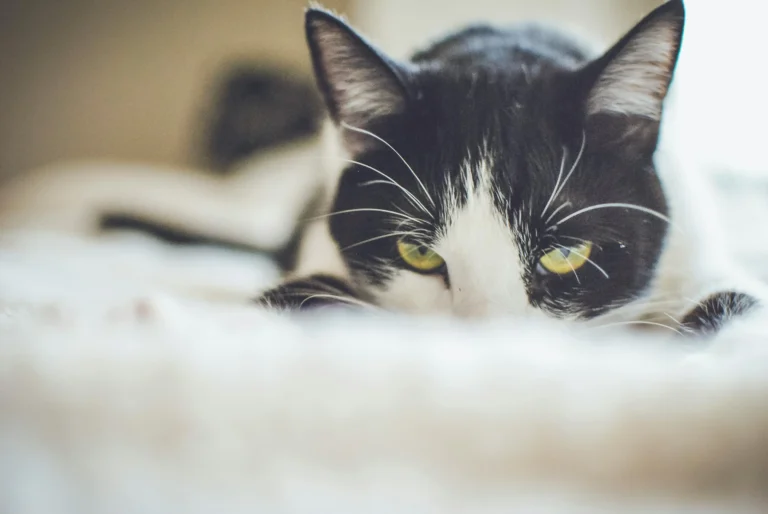 A close-up shot of a black and white cat with bright yellow eyes peeking over the edge of a soft, white textured surface.