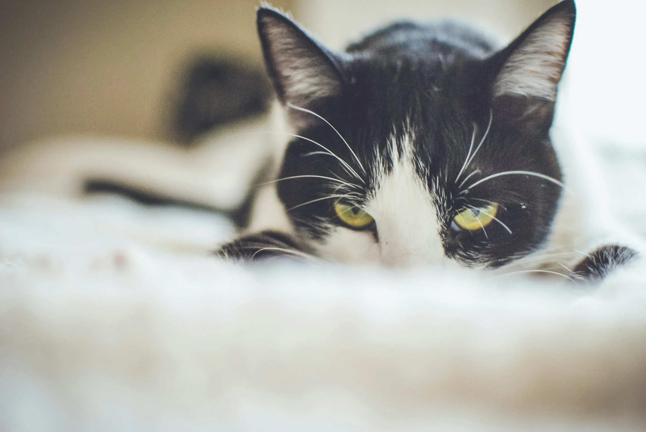 A close-up shot of a black and white cat with bright yellow eyes peeking over the edge of a soft, white textured surface.