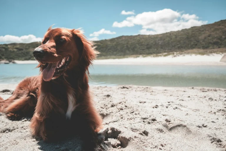 A dog lies on a sandy beach.