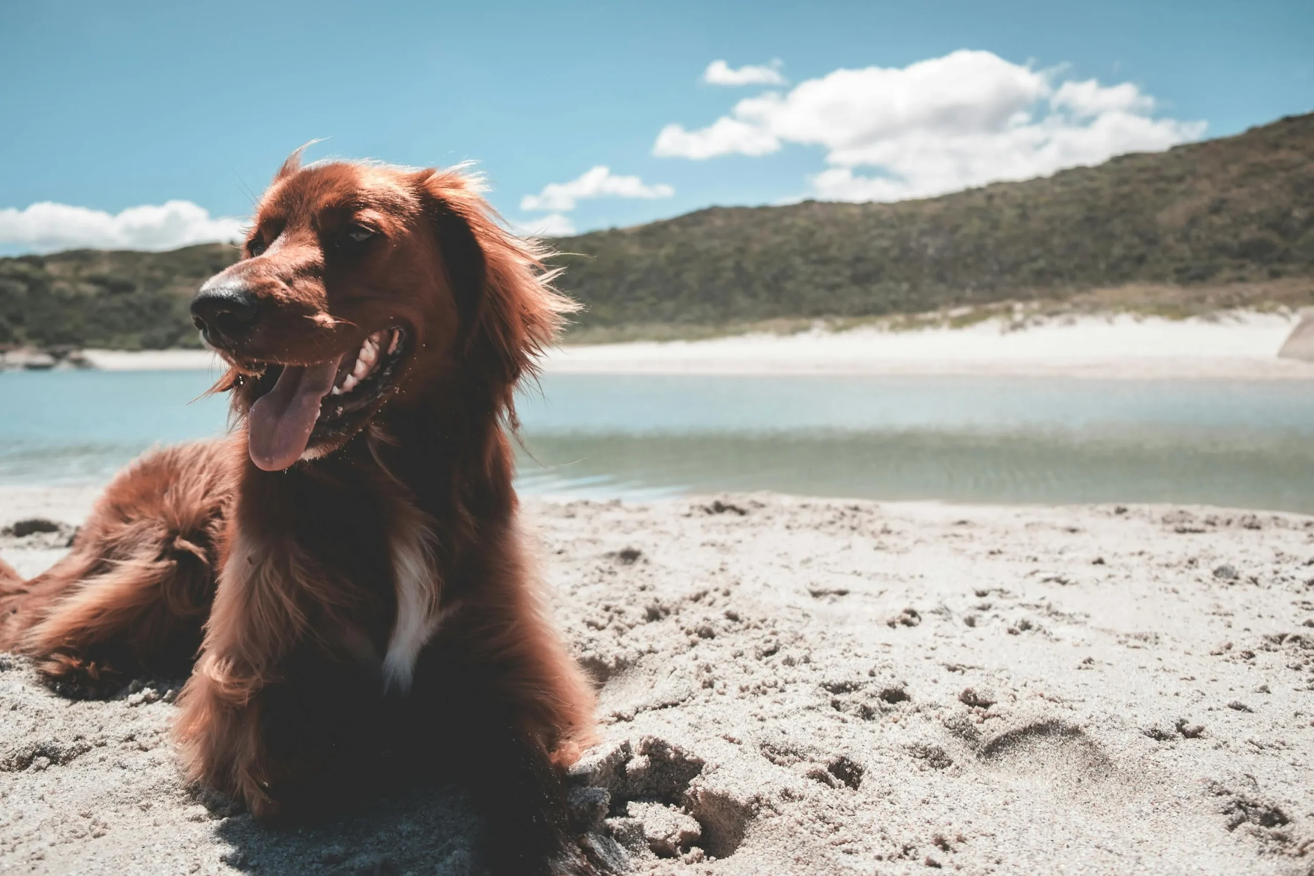 A dog lies on a sandy beach.