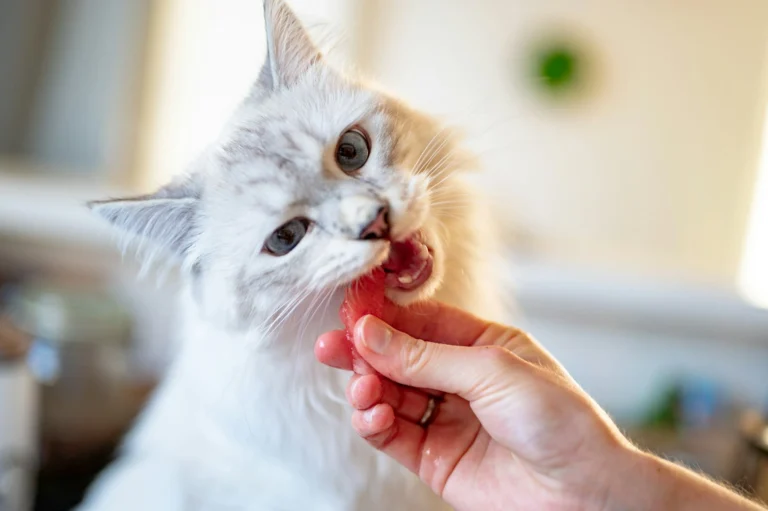 A cat taking a piece of from a person's hand.